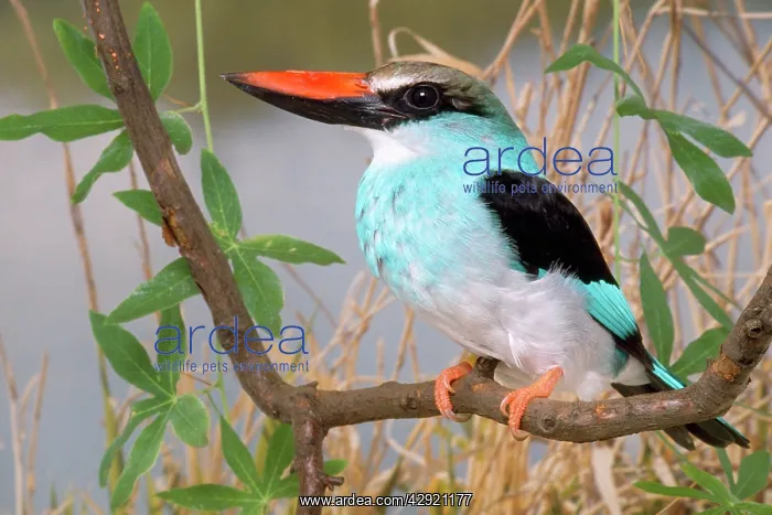  : Blue-breasted Kingfisher