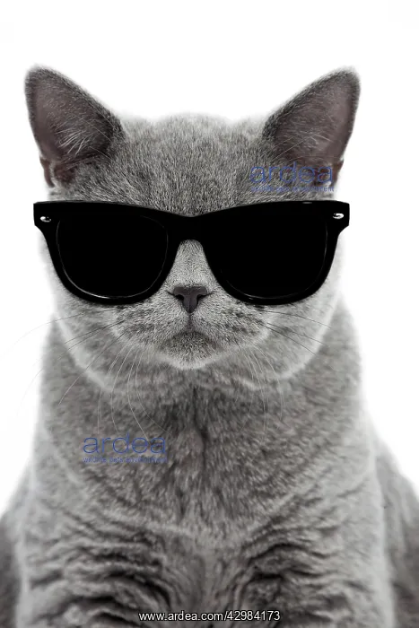 : Blue British Shorthair Cat, 6 months old wearing sunglasses