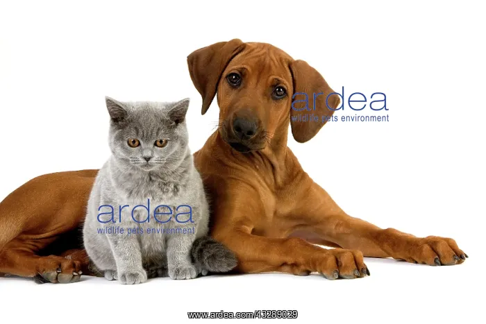 : Blue British Shorthair Male Cat and Rhodesian R : Blue British Shorthair Male Cat and Rhodesian R