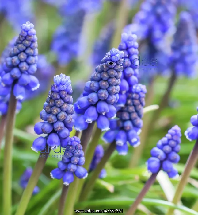 : Blue buds flowers (Muscari armeniacum) or Grape : Blue buds flowers (Muscari armeniacum) or Grape
