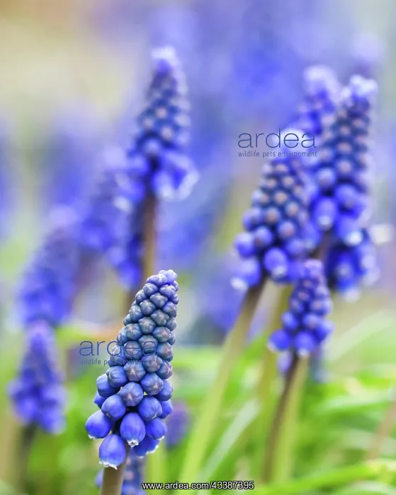 : Blue buds flowers (Muscari armeniacum) or Grape : Blue buds flowers (Muscari armeniacum) or Grape