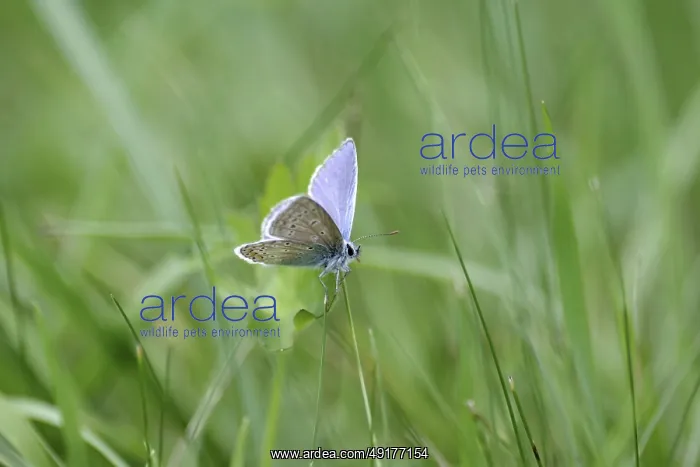 : Blue butterfly (Polyommatus icarus) : Blue butterfly (Polyommatus icarus)