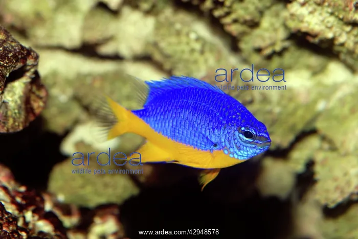 : Blue / Caerulean Damselfish : Blue / Caerulean Damselfish