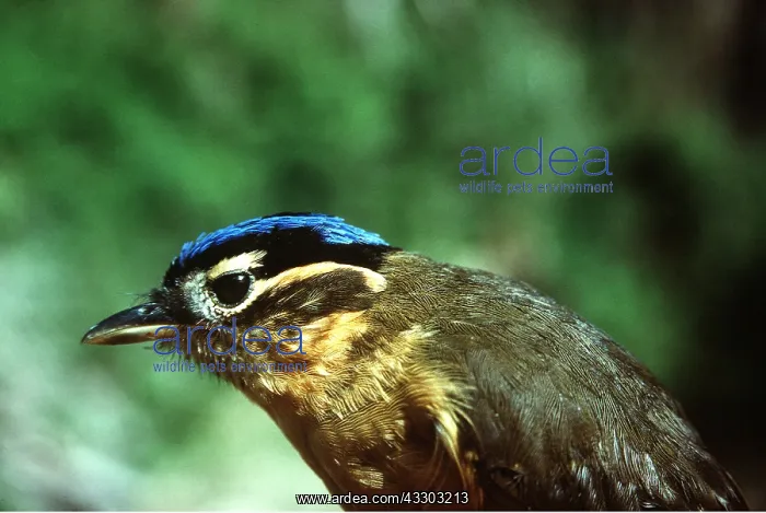: Blue-capped Babbler / Blue-capped Ifrit : Blue-capped Babbler / Blue-capped Ifrit