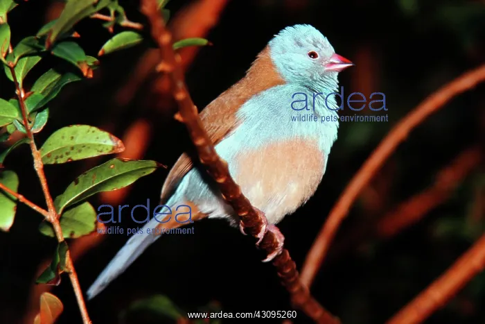 : Blue-capped Cordon-bleu : Blue-capped Cordon-bleu