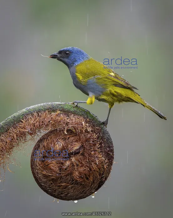 : Blue-capped Tanager (Sporathraupis cyanocephala) : Blue-capped Tanager (Sporathraupis cyanocephala)