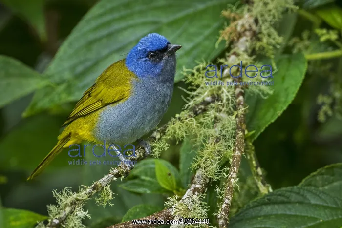 : Blue-capped Tanager (Thraupis cyanocephala) Rio : Blue-capped Tanager (Thraupis cyanocephala) Rio
