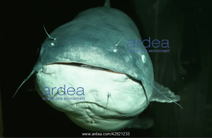 : Blue Catfish : Blue Catfish