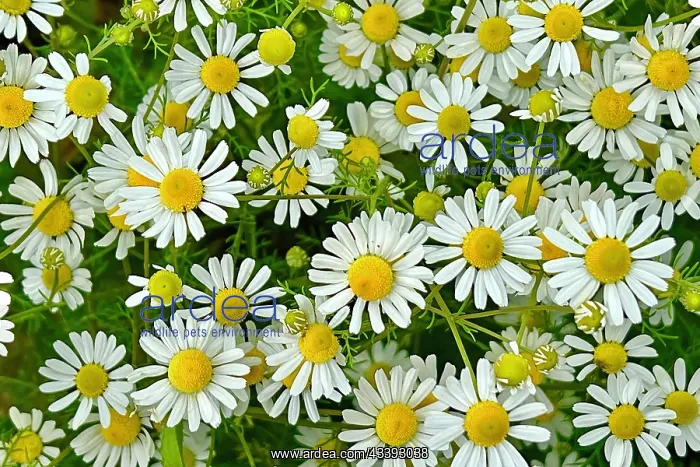 : Blue chamomile (Matricaria chamomilla) flowering : Blue chamomile (Matricaria chamomilla) flowering