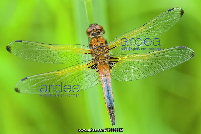 : Blue Chaser : Blue Chaser