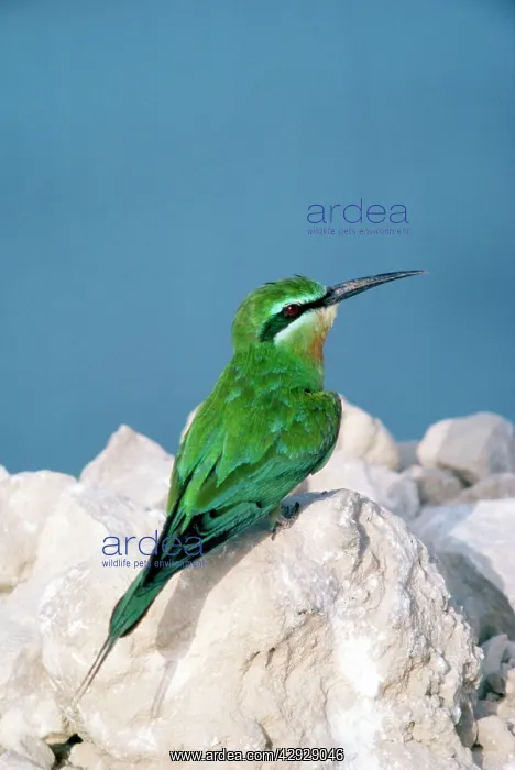 : Blue-cheeked Bee-eater : Blue-cheeked Bee-eater