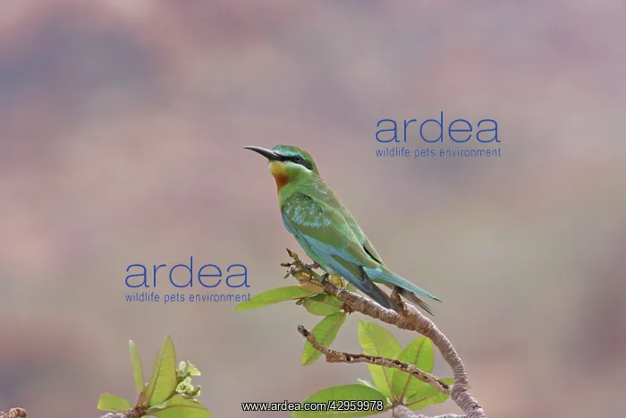 : Blue-cheeked Bee-eater - perched on branch : Blue-cheeked Bee-eater - perched on branch