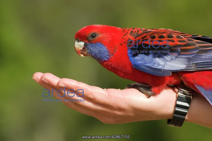 : Blue-Cheeked or Crimson Rosella - A wild bird feeding : Blue-Cheeked or Crimson Rosella - A wild bird feeding