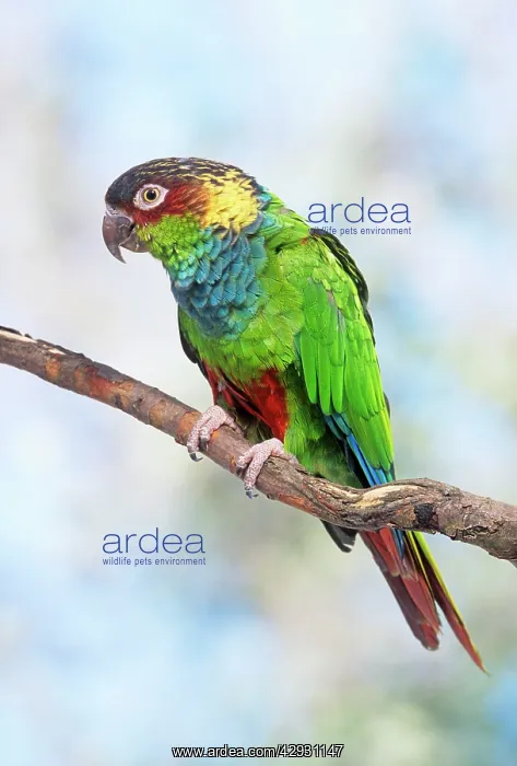 : Blue-chested Parakeet / Blue-throated Parakeet : Blue-chested Parakeet / Blue-throated Parakeet