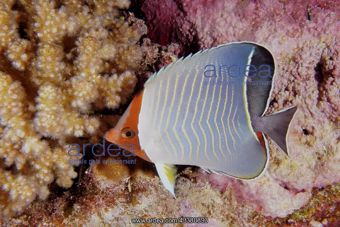 : Blue chevron butterflyfish (Chaetodon larvatus) : Blue chevron butterflyfish (Chaetodon larvatus)