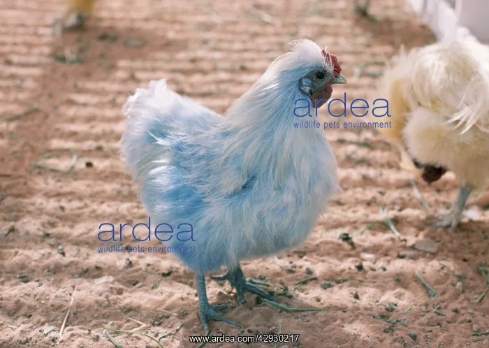  : Blue Chicken