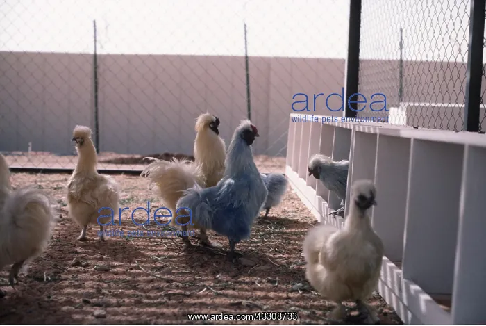 : BLUE CHICKENS : BLUE CHICKENS
