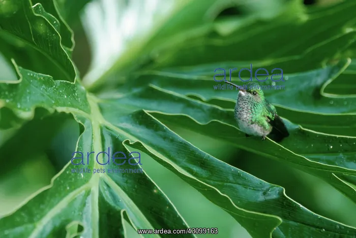 : Blue-chinned Sapphire (Chlorestes notatus) : Blue-chinned Sapphire (Chlorestes notatus)