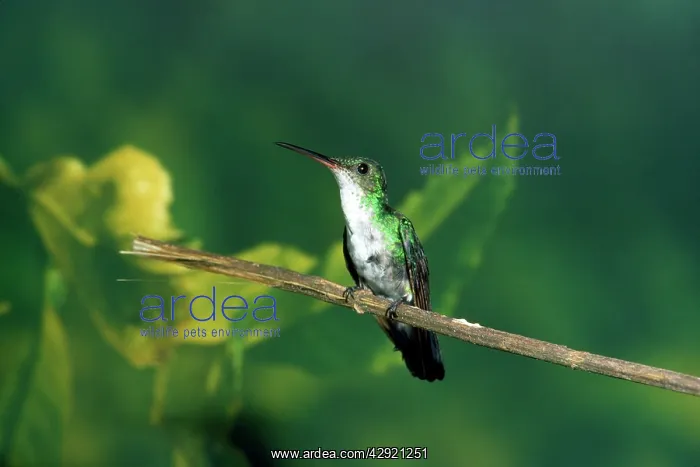 : Blue-chinned Sapphire Hummingbird - female : Blue-chinned Sapphire Hummingbird - female