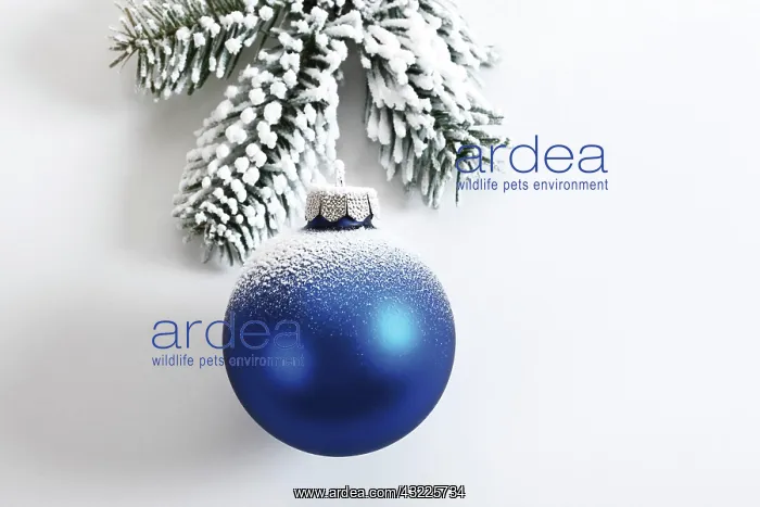 : Blue Christmas ball and fir branch with snow : Blue Christmas ball and fir branch with snow
