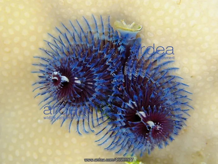 : Blue christmas tree worm (Spirobranchus giganteus) : Blue christmas tree worm (Spirobranchus giganteus)