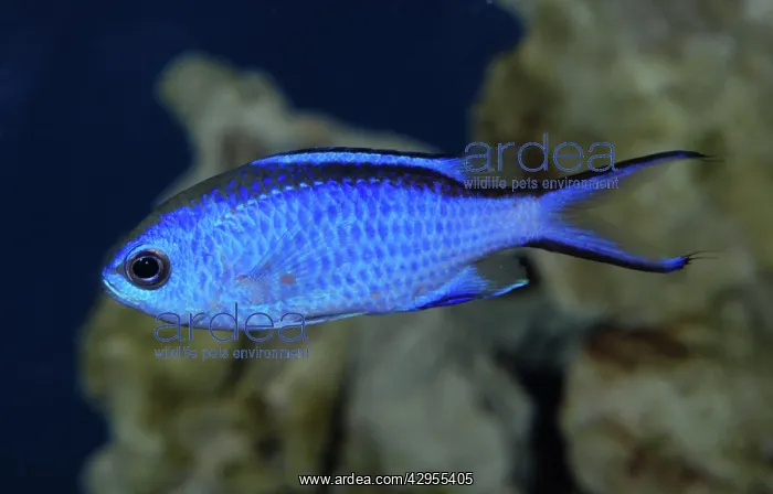 : Blue Chromis : Blue Chromis