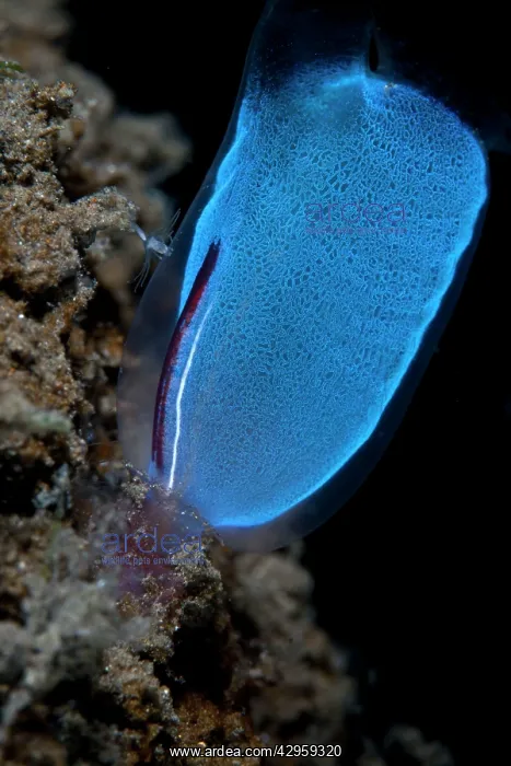 : Blue Club Tunicate : Blue Club Tunicate