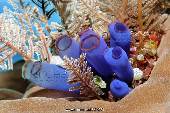 : Blue club tunicate (Rhopalaea crassa) and Stinging : Blue club tunicate (Rhopalaea crassa) and Stinging