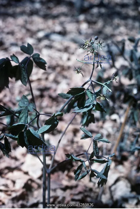 : BLUE COHOSH / SNAKE ROOT : BLUE COHOSH / SNAKE ROOT