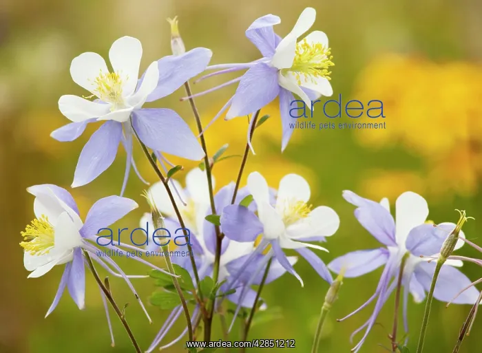 : Blue Columbine : Blue Columbine