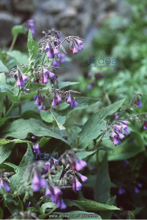 : BLUE COMFREY - in flower : BLUE COMFREY - in flower