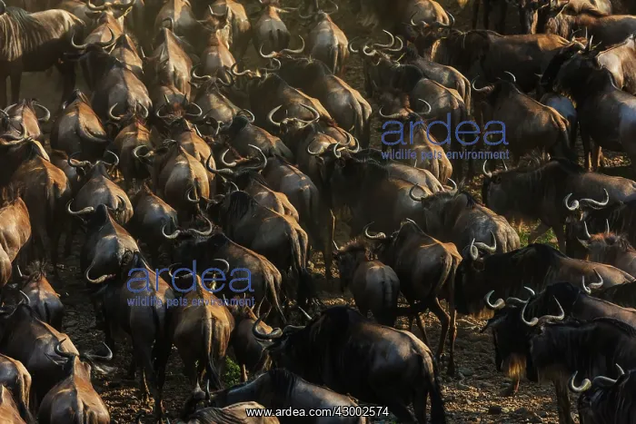 : Blue / Common / White-bearded Wildebeest : Blue / Common / White-bearded Wildebeest