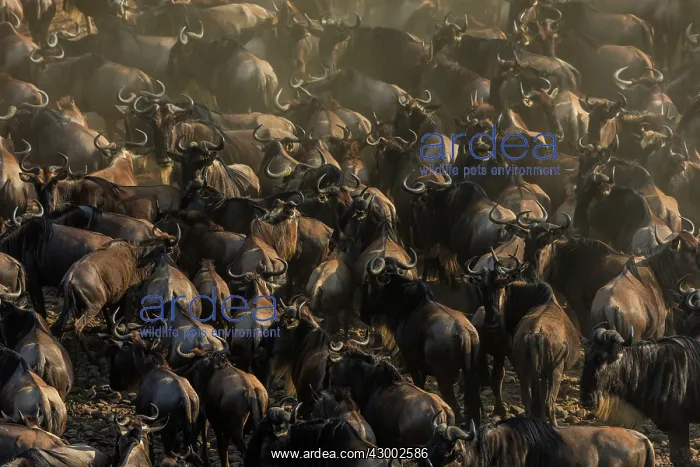 : Blue / Common / White-bearded Wildebeest : Blue / Common / White-bearded Wildebeest