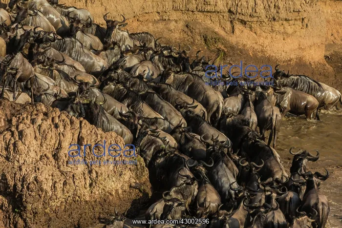 : Blue / Common / White-bearded Wildebeest : Blue / Common / White-bearded Wildebeest