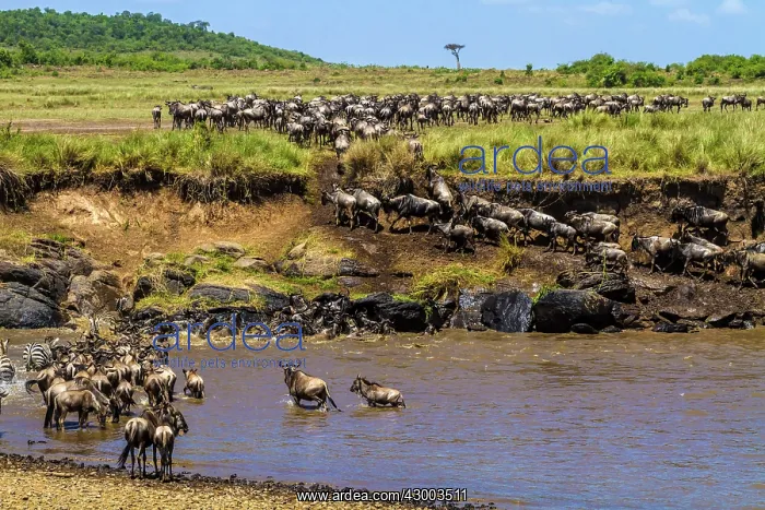 : Blue / Common / White-bearded Wildebeest : Blue / Common / White-bearded Wildebeest
