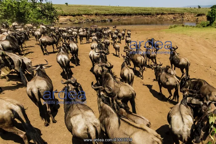 : Blue / Common / White-bearded Wildebeest : Blue / Common / White-bearded Wildebeest