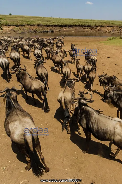 : Blue / Common / White-bearded Wildebeest : Blue / Common / White-bearded Wildebeest