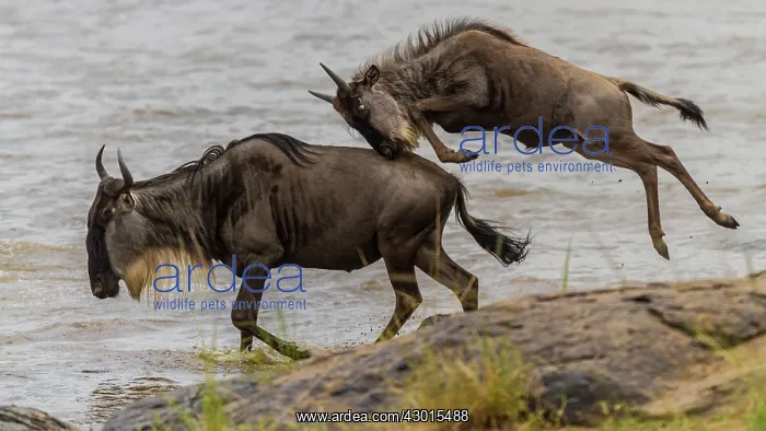 : Blue / Common / White-bearded Wildebeest / Brindled Gnu : Blue / Common / White-bearded Wildebeest / Brindled Gnu