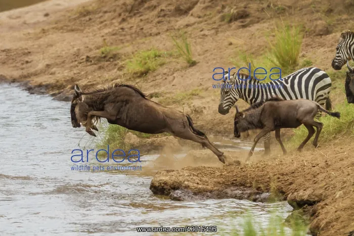 : Blue / Common / White-bearded Wildebeest / Brindled Gnu : Blue / Common / White-bearded Wildebeest / Brindled Gnu
