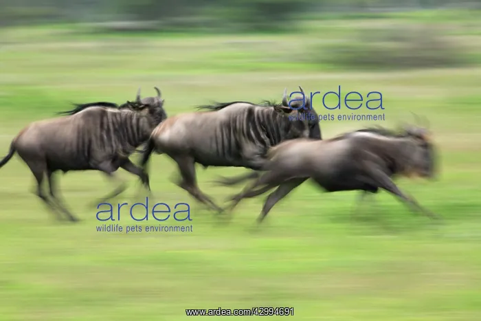 : Blue / Common Wildebeest - running Ndutu Range : Blue / Common Wildebeest - running Ndutu Range