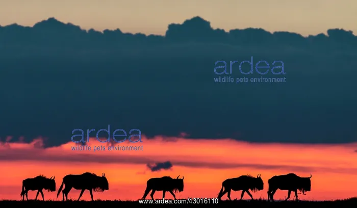 : Blue / Common Wildebeests walking in a line at dawn : Blue / Common Wildebeests walking in a line at dawn