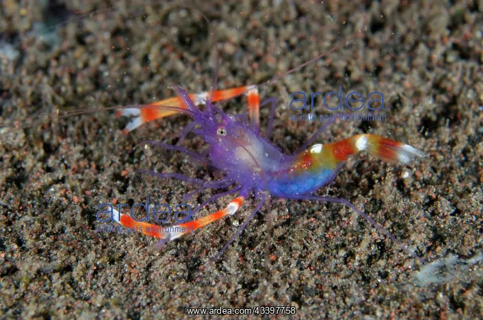 : Blue Coral Banded Shrimp : Blue Coral Banded Shrimp