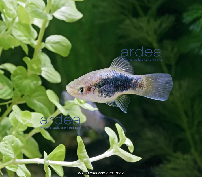  : Blue coral platy - side view by weeds