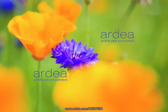 : Blue cornflower (Centaurea cyanus) in a field with : Blue cornflower (Centaurea cyanus) in a field with