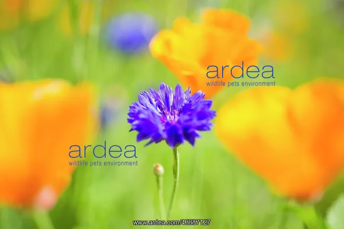 : Blue cornflower (Centaurea cyanus) in a field with : Blue cornflower (Centaurea cyanus) in a field with