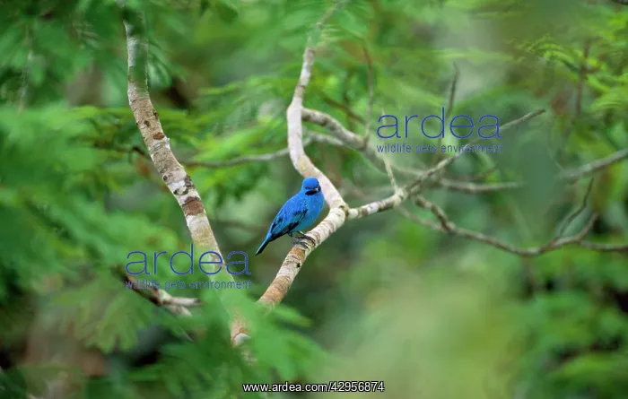 : Blue Cotinga : Blue Cotinga