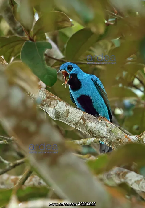 : Blue cotinga (Cotinga nattererii), Northern Cotingas : Blue cotinga (Cotinga nattererii), Northern Cotingas
