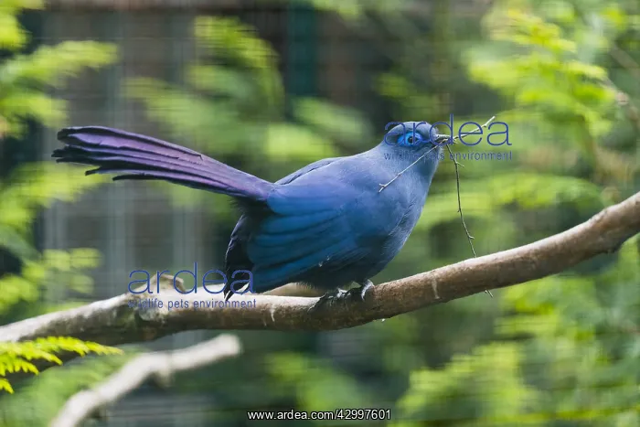 : Blue Coua - with nest material in beak, native of Madagascar : Blue Coua - with nest material in beak, native of Madagascar