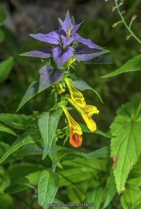 : Blue Cow-wheat, Melampyrum nemorosum, in flower : Blue Cow-wheat, Melampyrum nemorosum, in flower