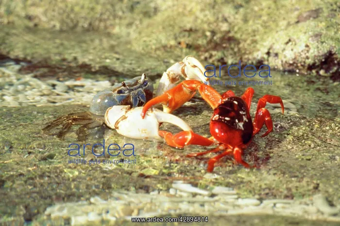 : Blue Crab - preying on Red Crab (Gecarcoidea natalis) : Blue Crab - preying on Red Crab (Gecarcoidea natalis)